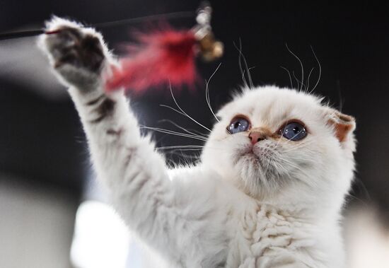 Russia Cats Show