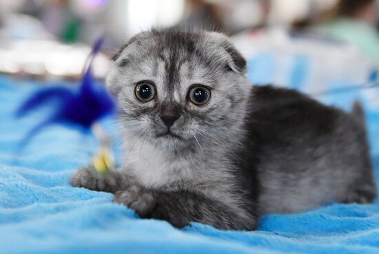 Russia Cats Show