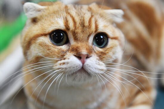 Russia Cats Show
