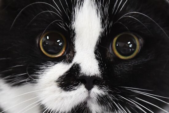 Russia Cats Show