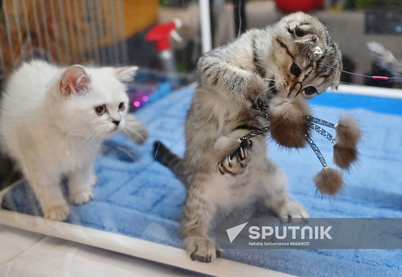 Russia Cats Show