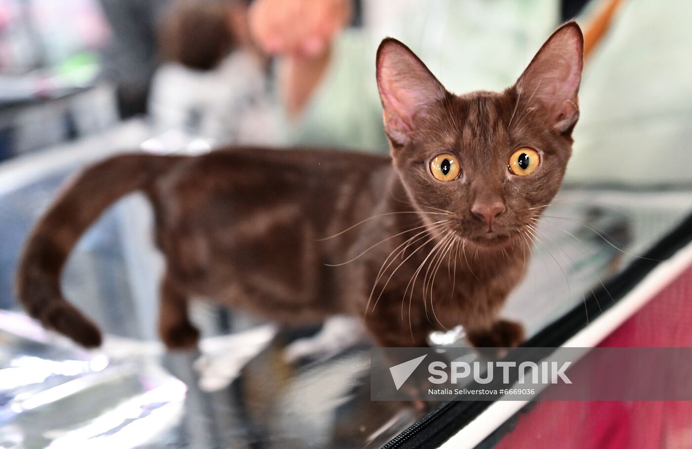 Russia Cats Show