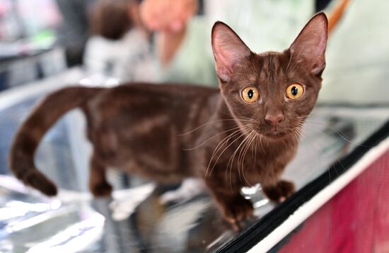 Russia Cats Show
