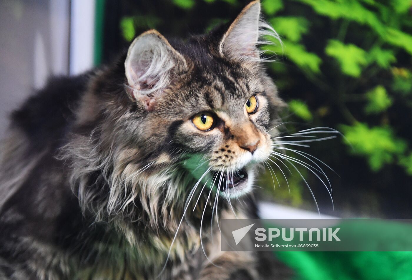 Russia Cats Show