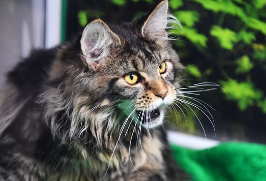 Russia Cats Show