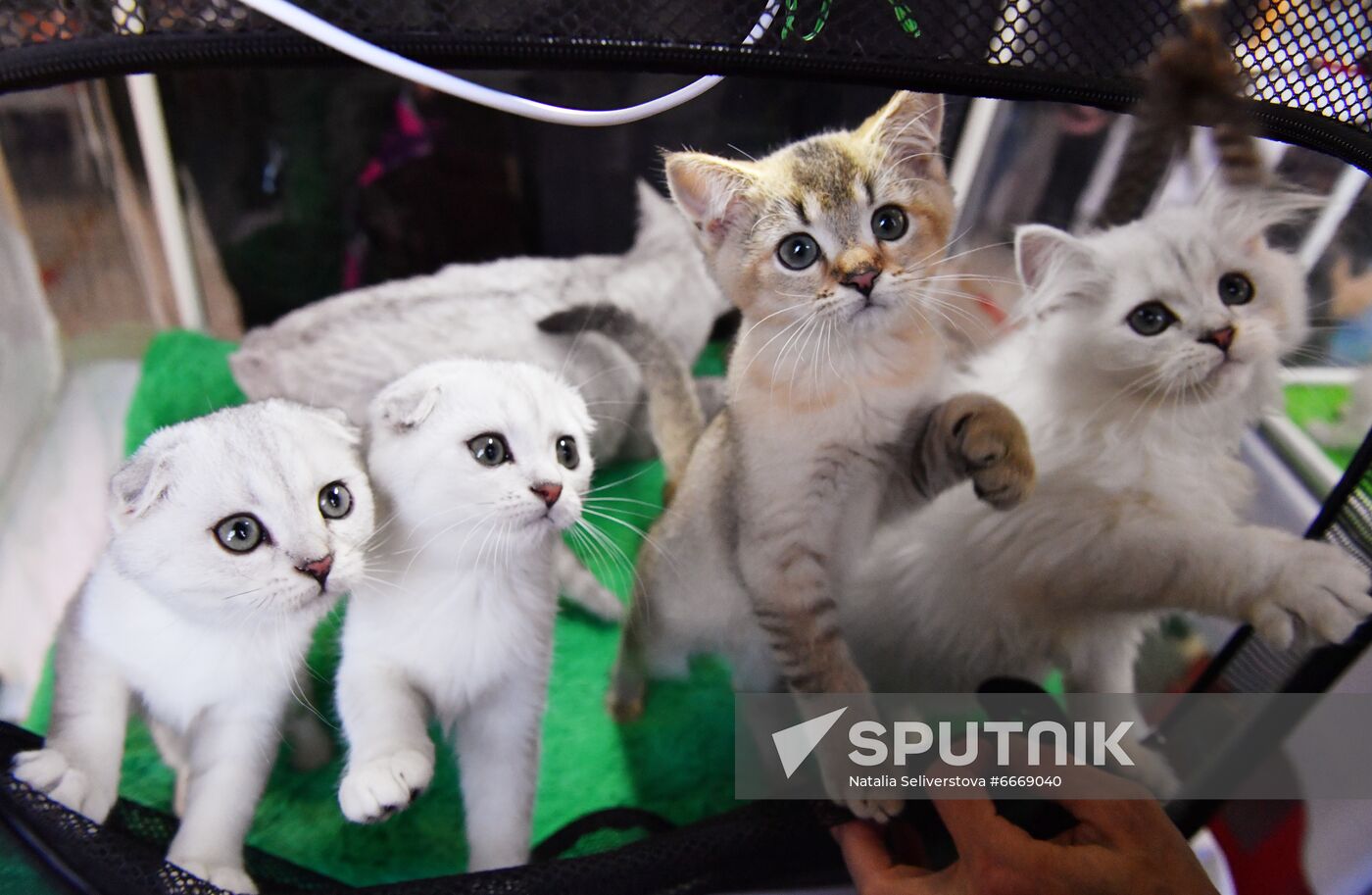 Russia Cats Show