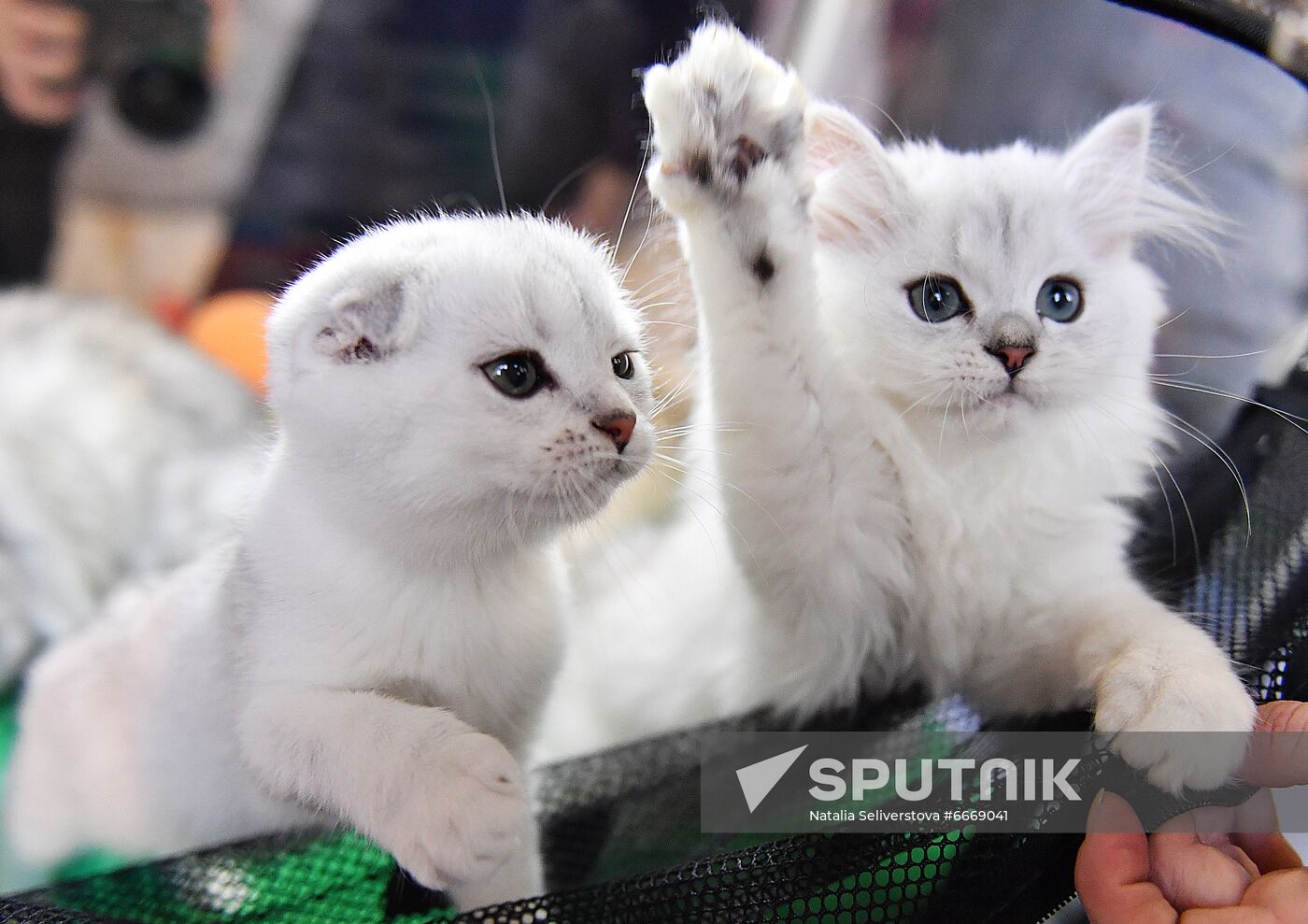 Russia Cats Show