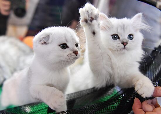 Russia Cats Show