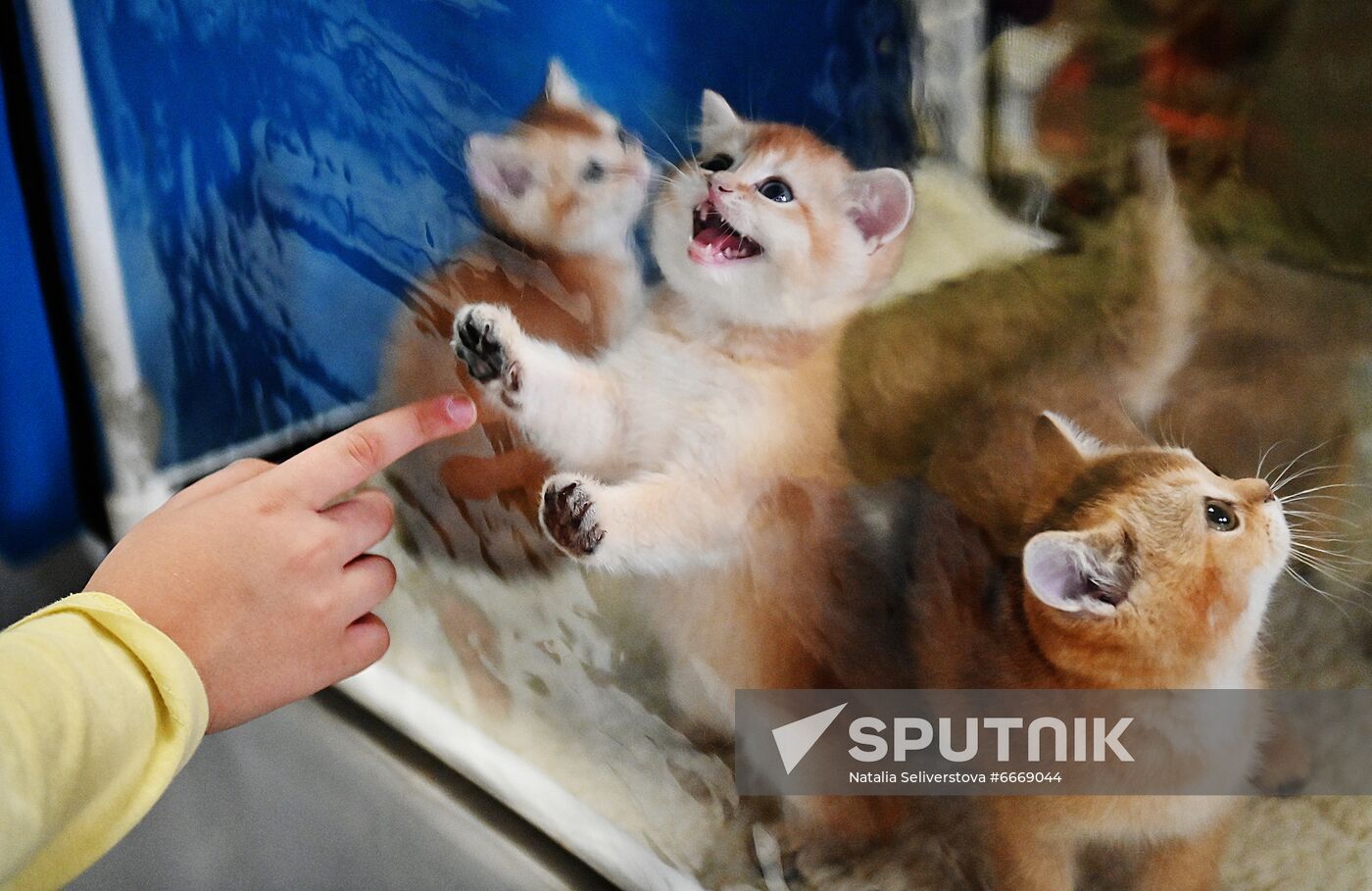 Russia Cats Show