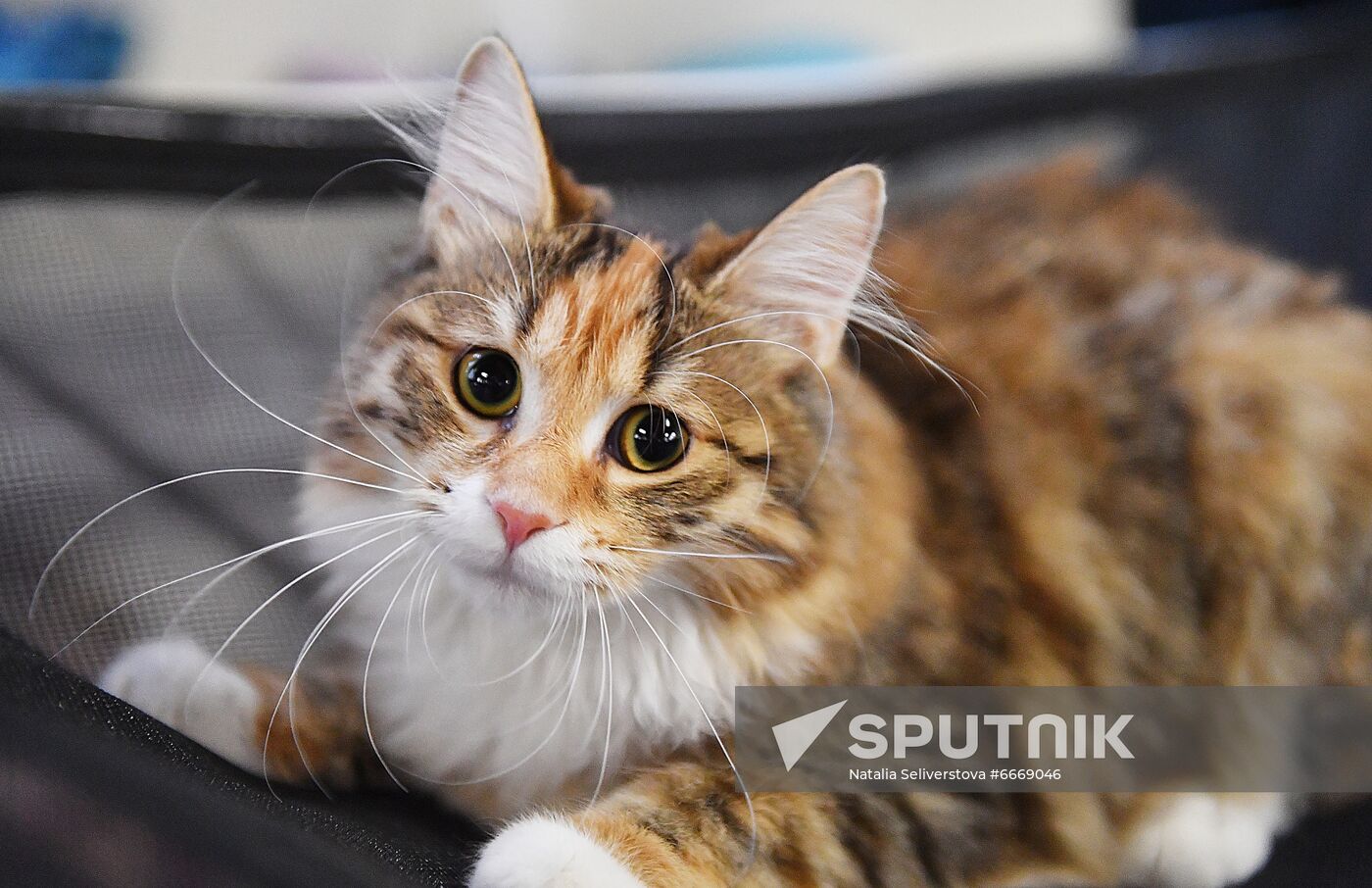 Russia Cats Show