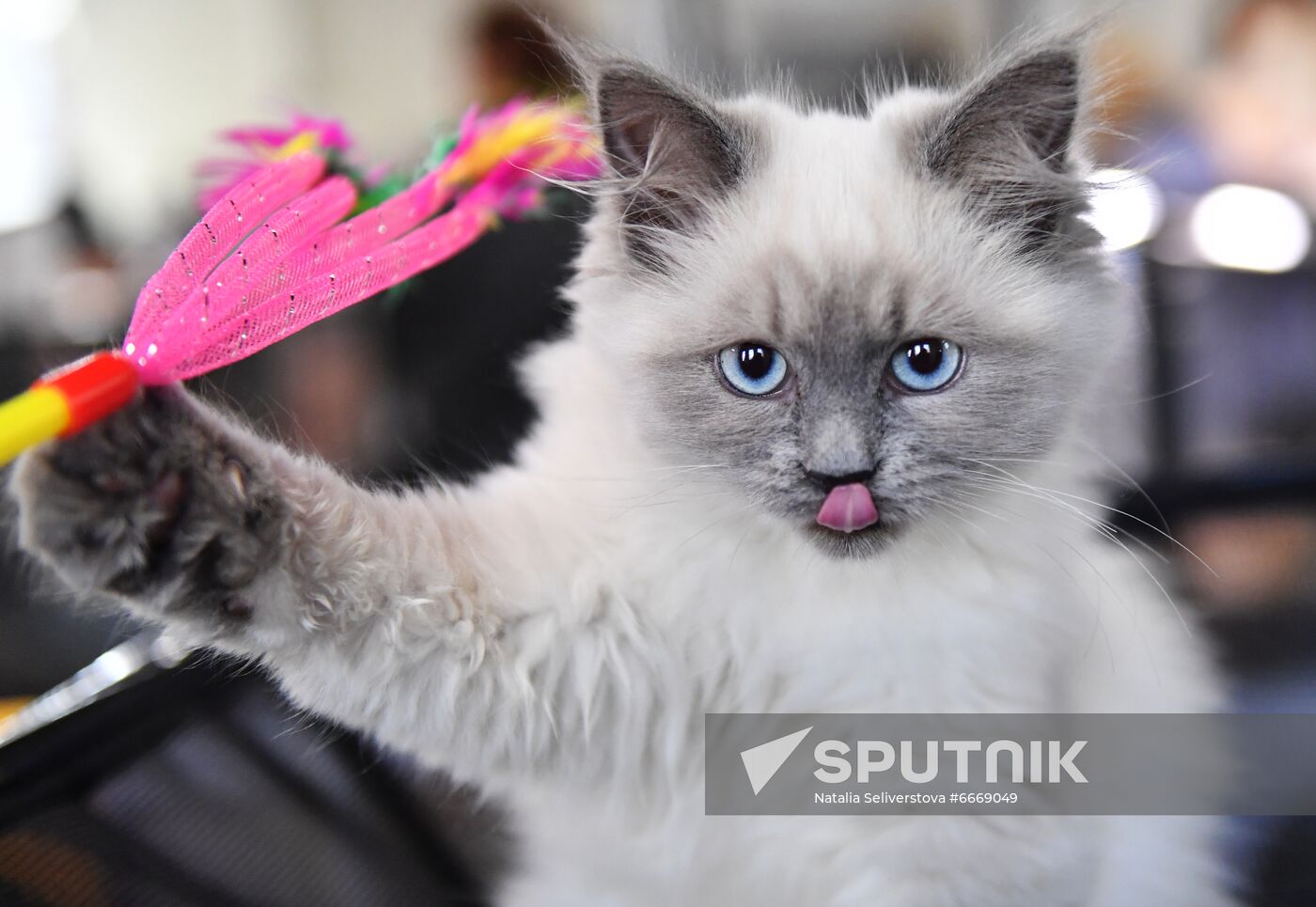 Russia Cats Show