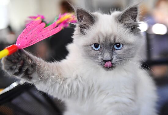Russia Cats Show