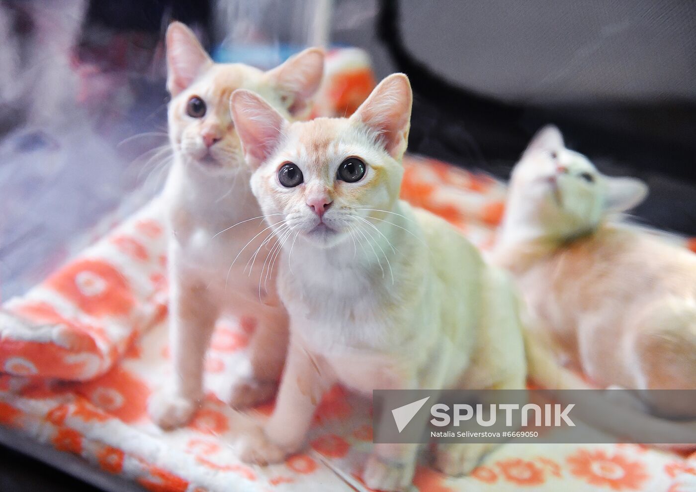 Russia Cats Show