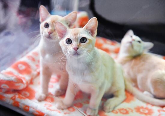 Russia Cats Show