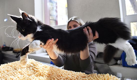 Russia Cats Show