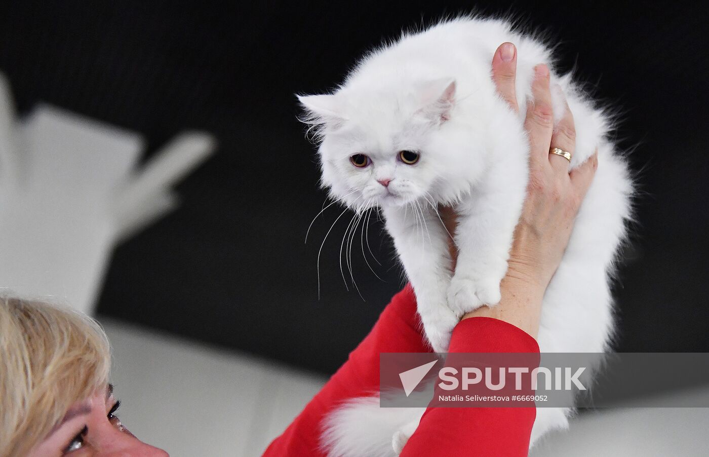 Russia Cats Show