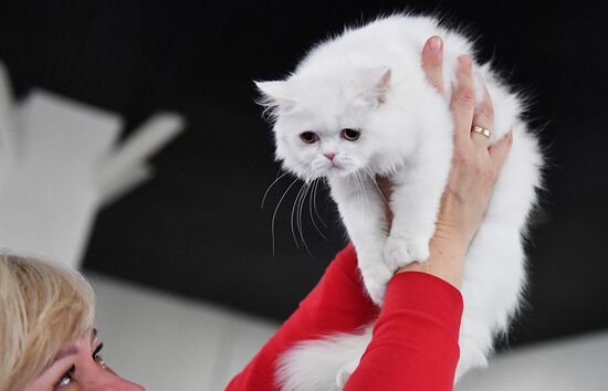 Russia Cats Show