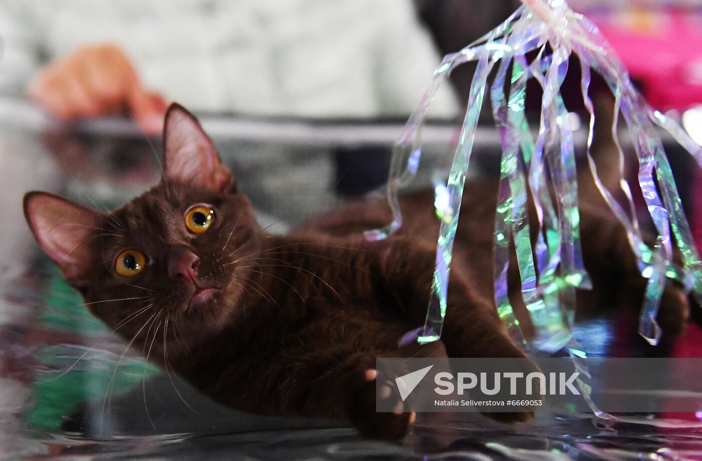 Russia Cats Show
