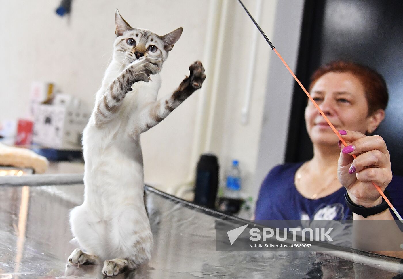 Russia Cats Show