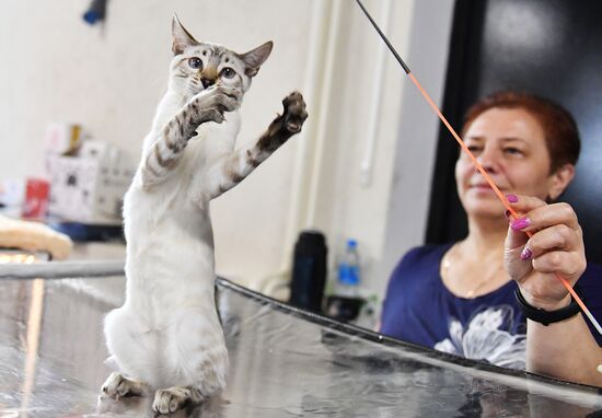 Russia Cats Show