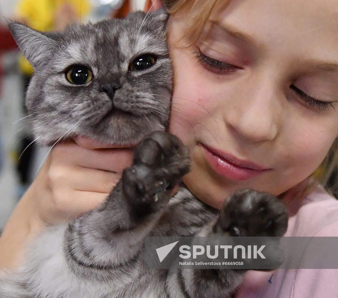 Russia Cats Show