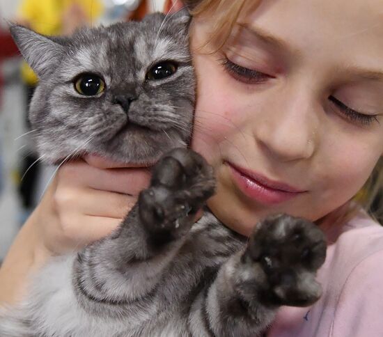 Russia Cats Show