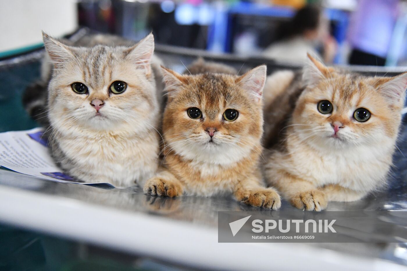Russia Cats Show