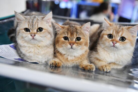 Russia Cats Show