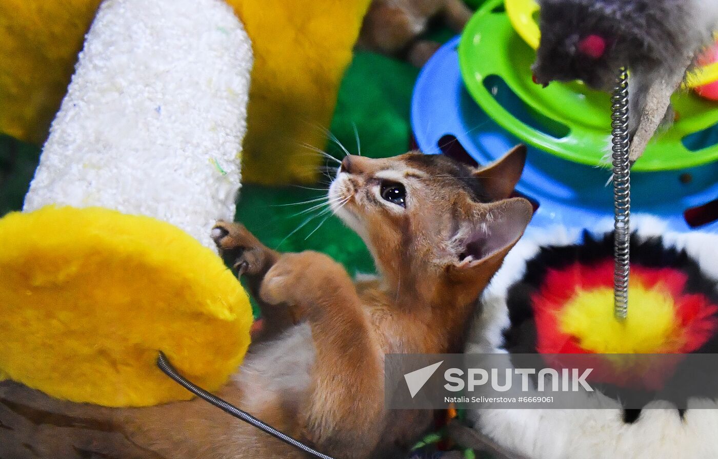 Russia Cats Show