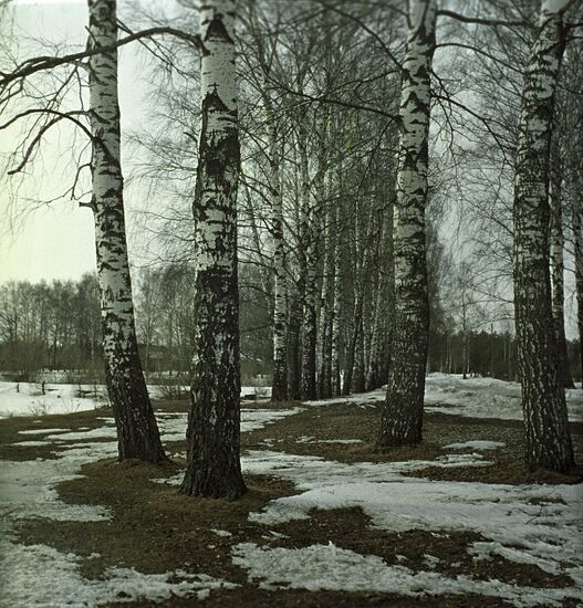 Birch-tree grove in spring