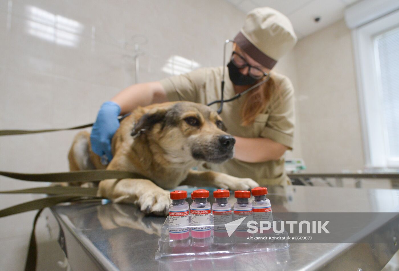 Russia Coronavirus Animals Vaccination