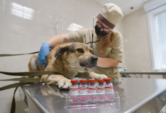 Russia Coronavirus Animals Vaccination