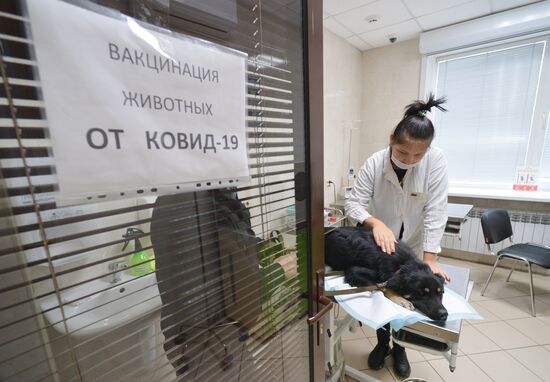 Russia Coronavirus Animals Vaccination