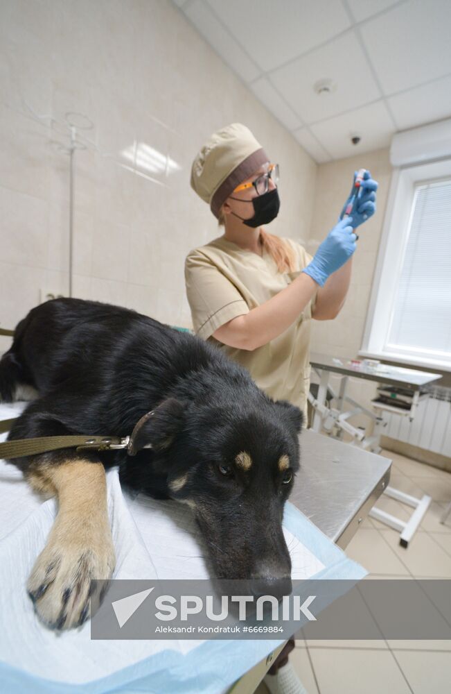 Russia Coronavirus Animals Vaccination