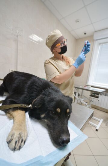 Russia Coronavirus Animals Vaccination