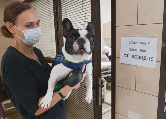 Russia Coronavirus Animals Vaccination