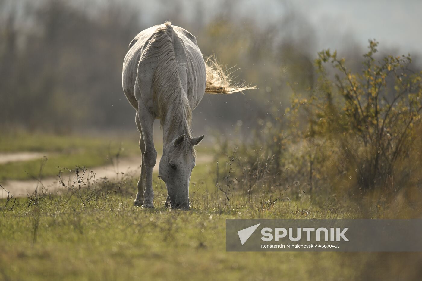 Russia Animals