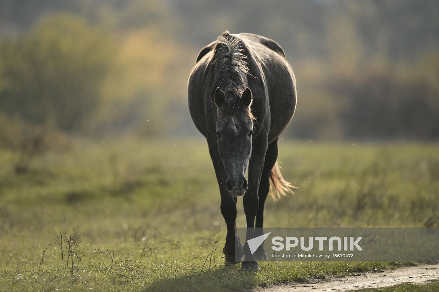 Russia Animals