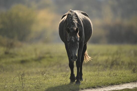 Russia Animals