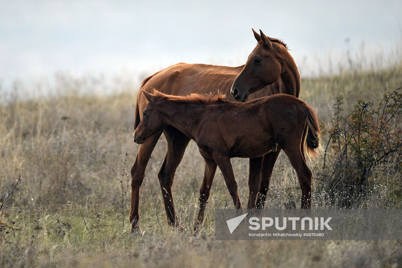 Russia Animals