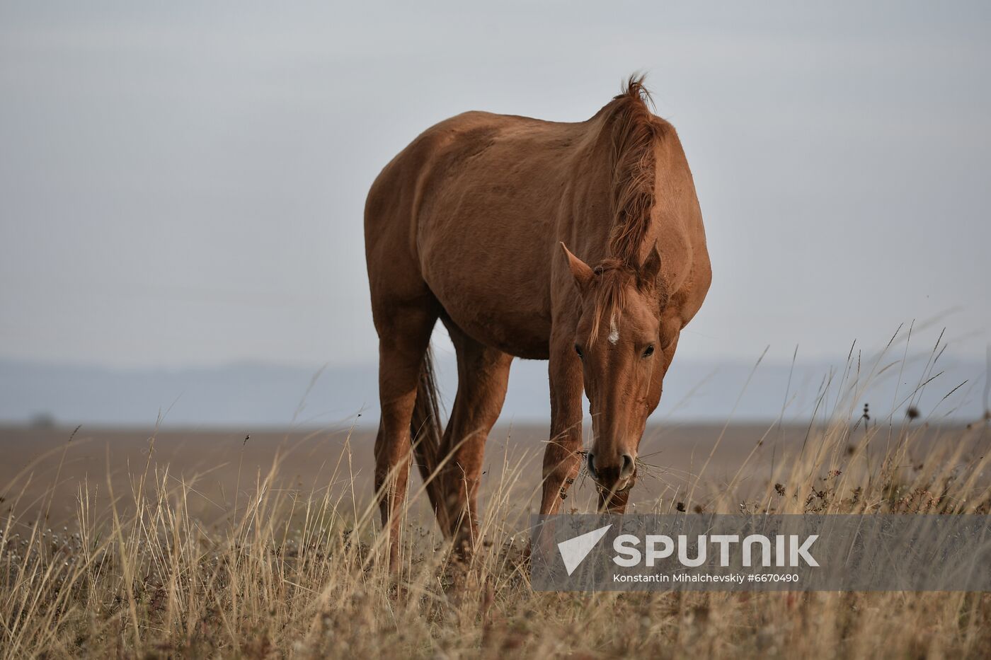 Russia Animals