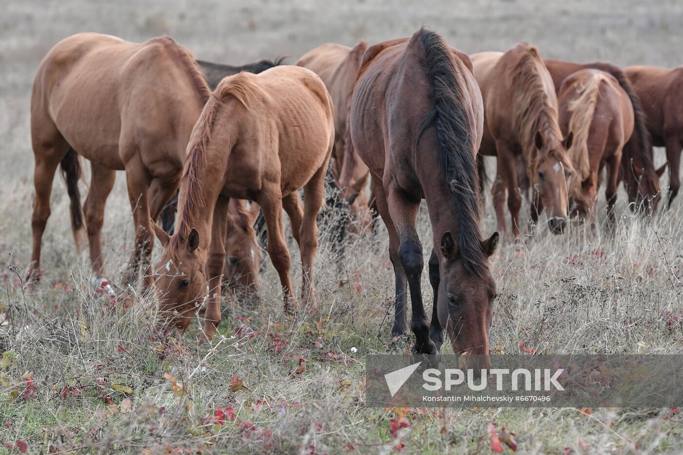 Russia Animals