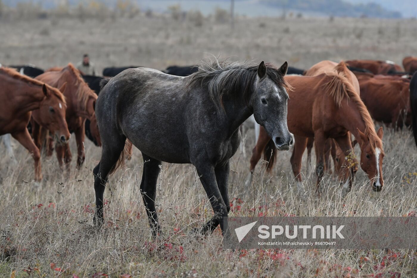 Russia Animals