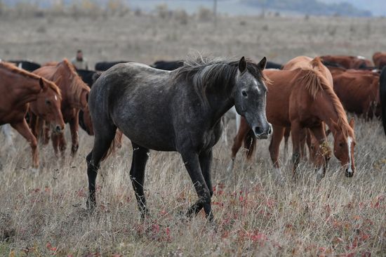 Russia Animals