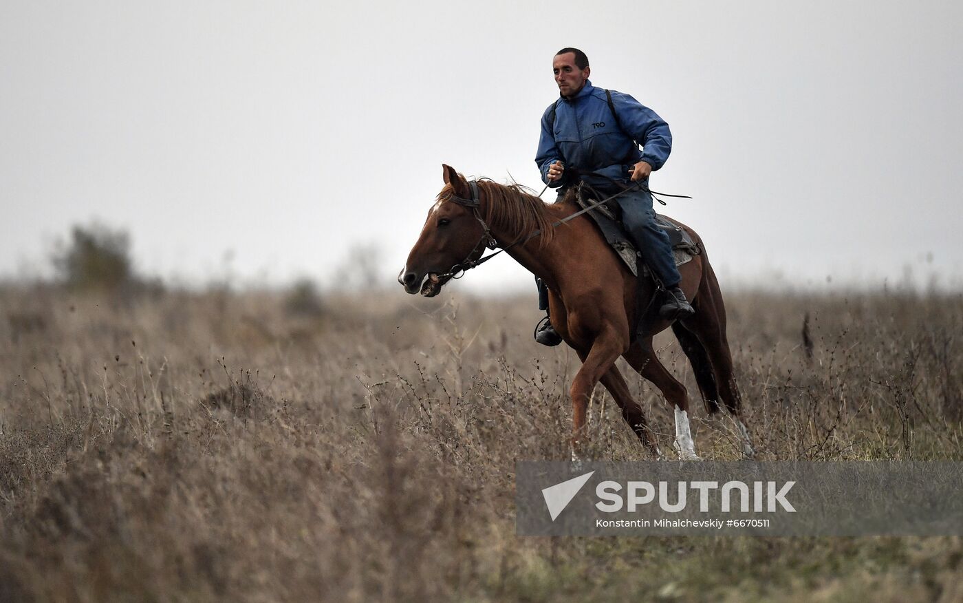 Russia Animals