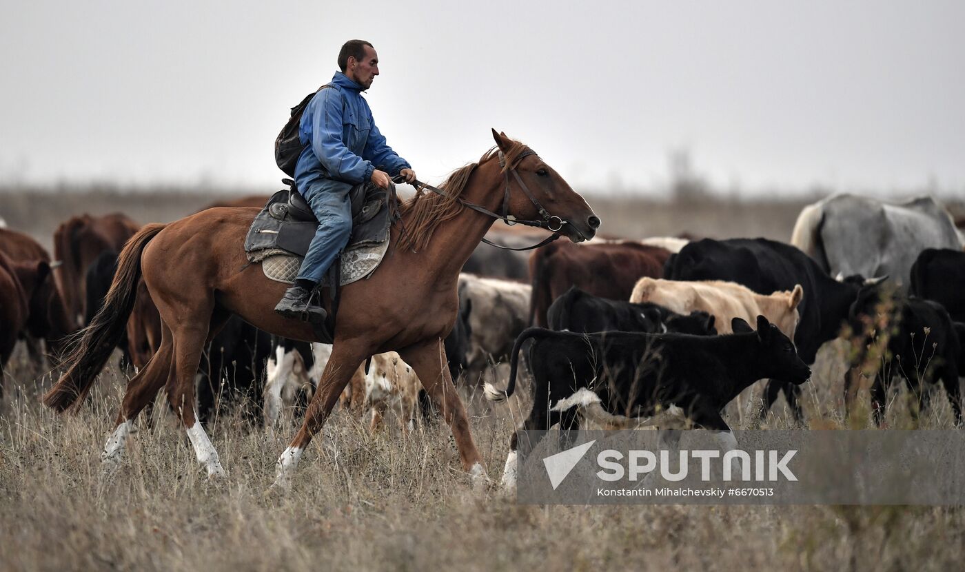 Russia Animals