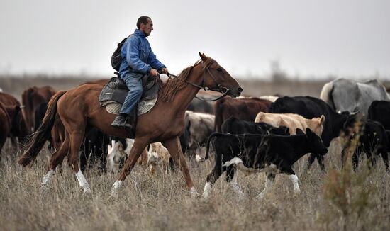 Russia Animals