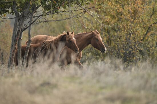 Russia Animals