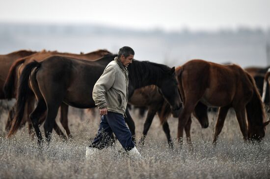 Russia Animals