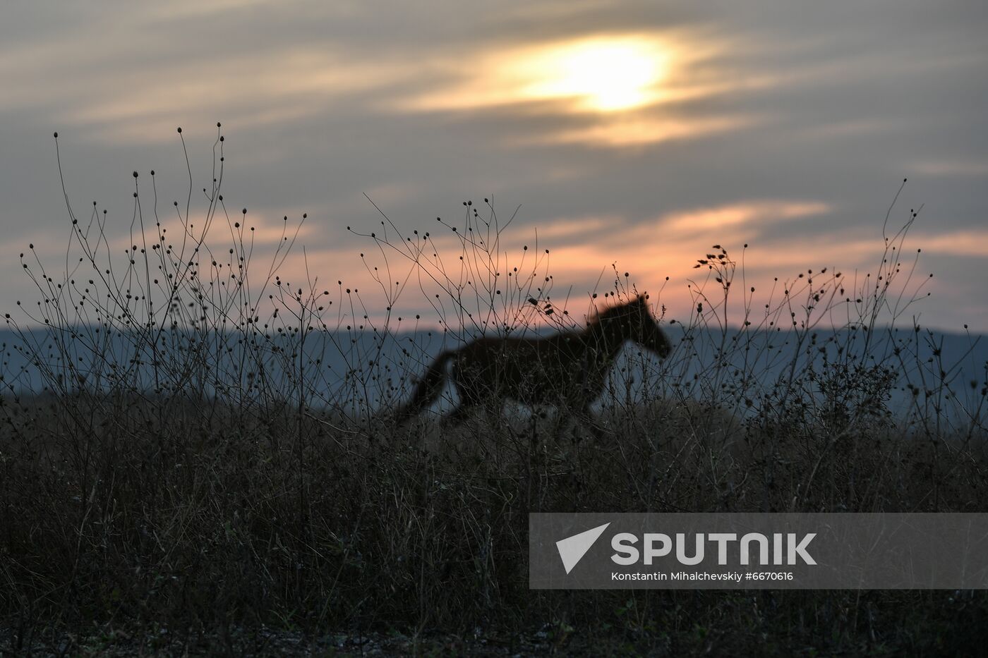 Russia Animals